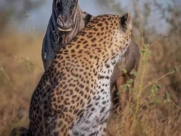 לינה וארוחת בוקר Sekenani Maasai Mara Safari Camp In Kenya מראה חיצוני תמונה