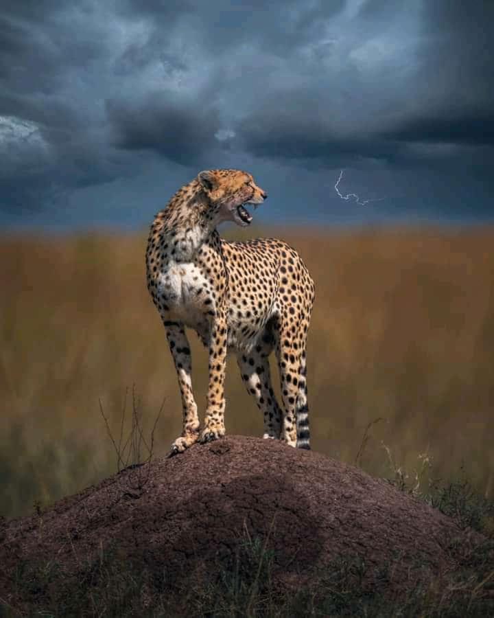לינה וארוחת בוקר Sekenani Maasai Mara Safari Camp In Kenya מראה חיצוני תמונה