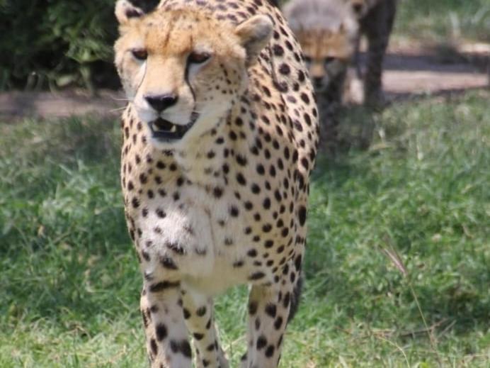 לינה וארוחת בוקר Sekenani Maasai Mara Safari Camp In Kenya מראה חיצוני תמונה